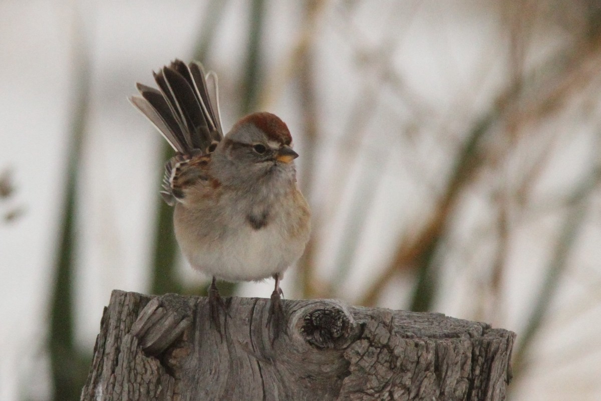 American Tree Sparrow - ML646186107