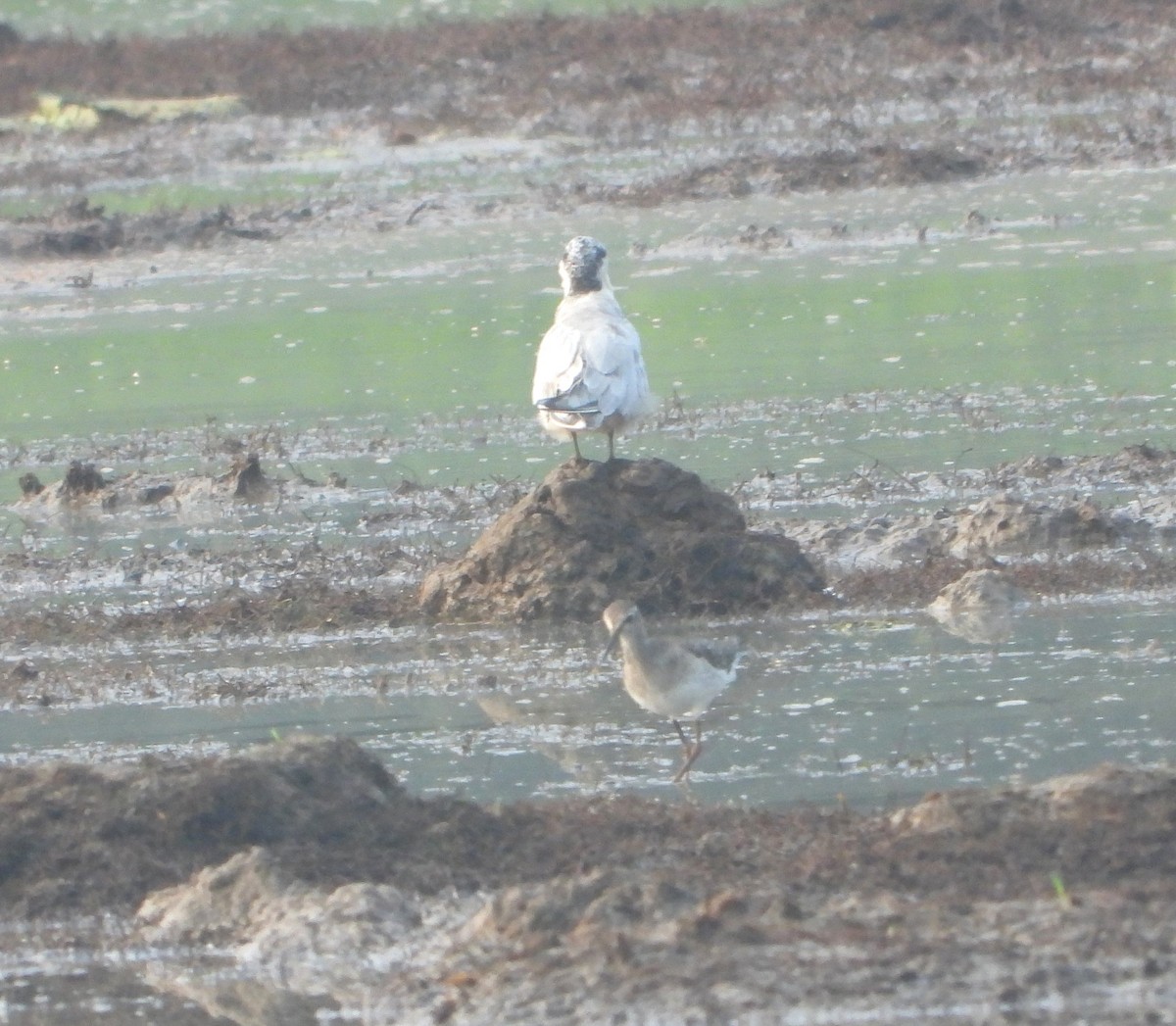 Wood Sandpiper - ML646186113