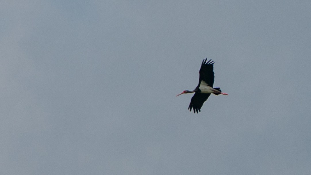 svartstork - ML646186114