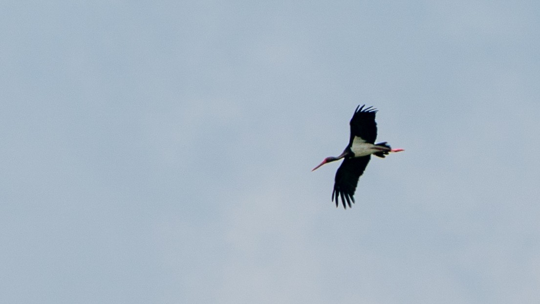 svartstork - ML646186115