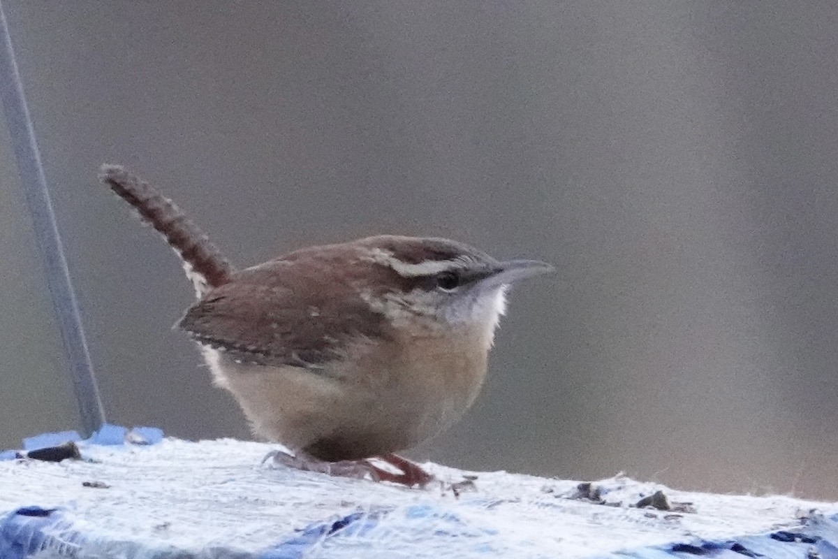 Carolina Wren - ML646186116