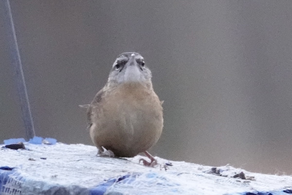 Carolina Wren - ML646186117