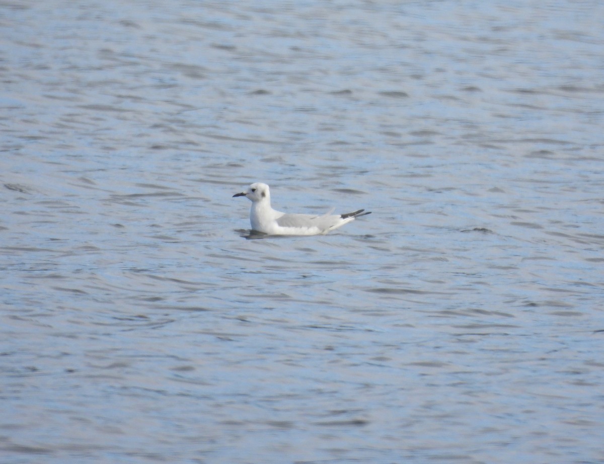 Bonaparte's Gull - ML646186118