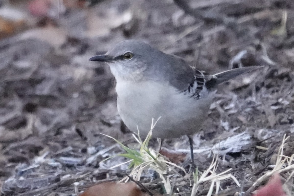 Northern Mockingbird - ML646186121
