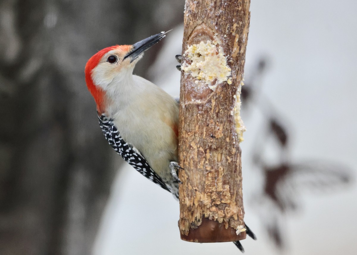 Red-bellied Woodpecker - ML646186122