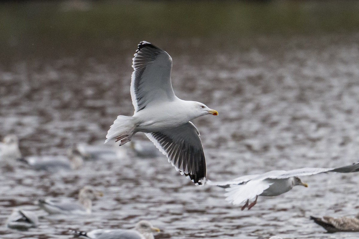 Büyük Kara Sırtlı Martı - ML646186124