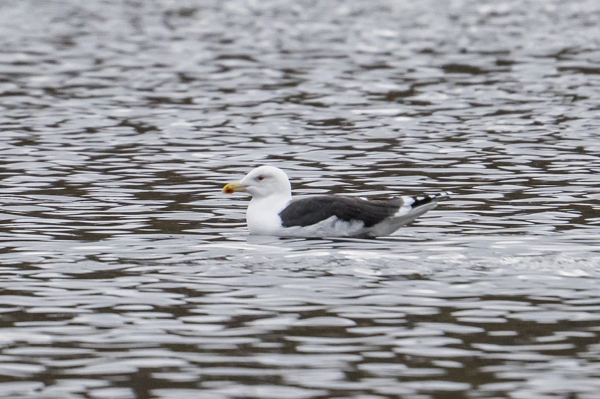 Büyük Kara Sırtlı Martı - ML646186125