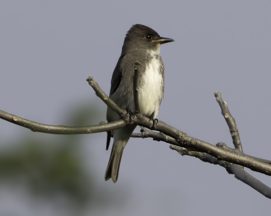 Olive-sided Flycatcher - ML646186127