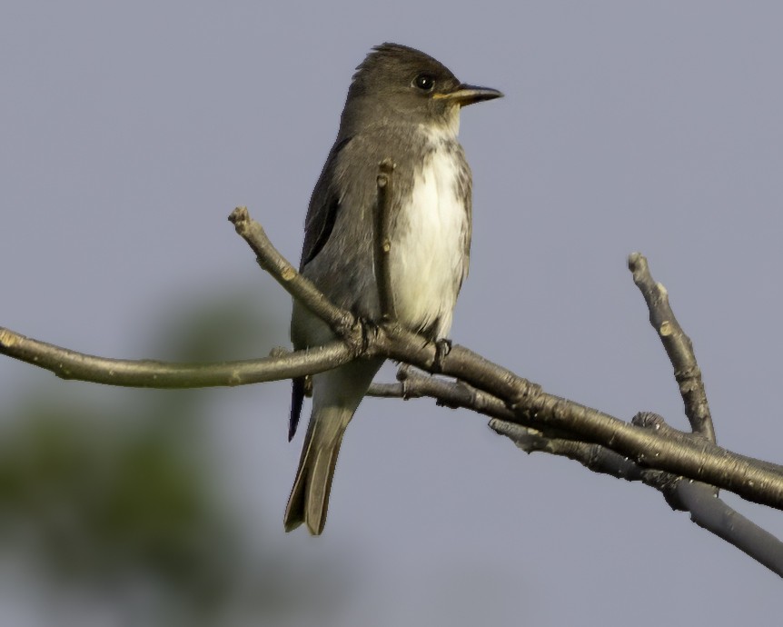 Olive-sided Flycatcher - ML646186128