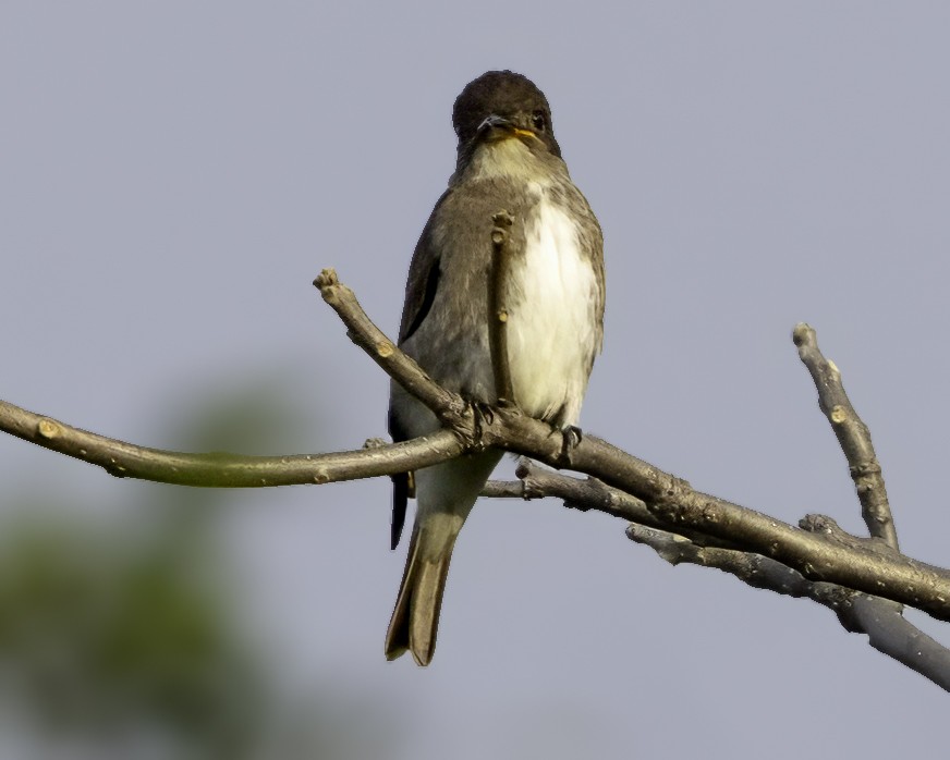 Olive-sided Flycatcher - ML646186129