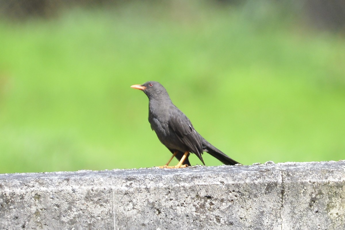 Great Thrush - ML646186137