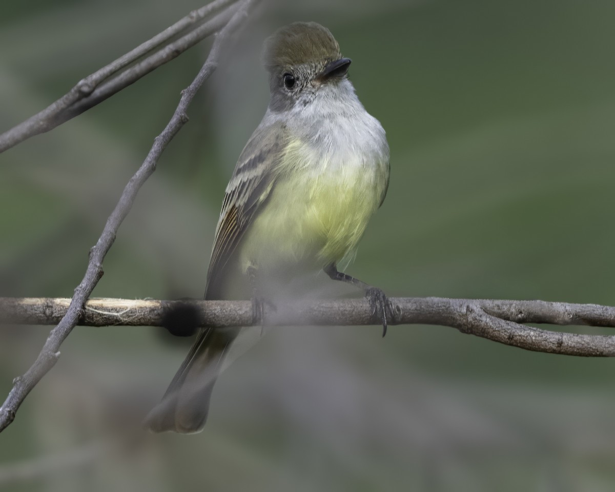 Nutting's/Salvadoran Flycatcher - ML646186138