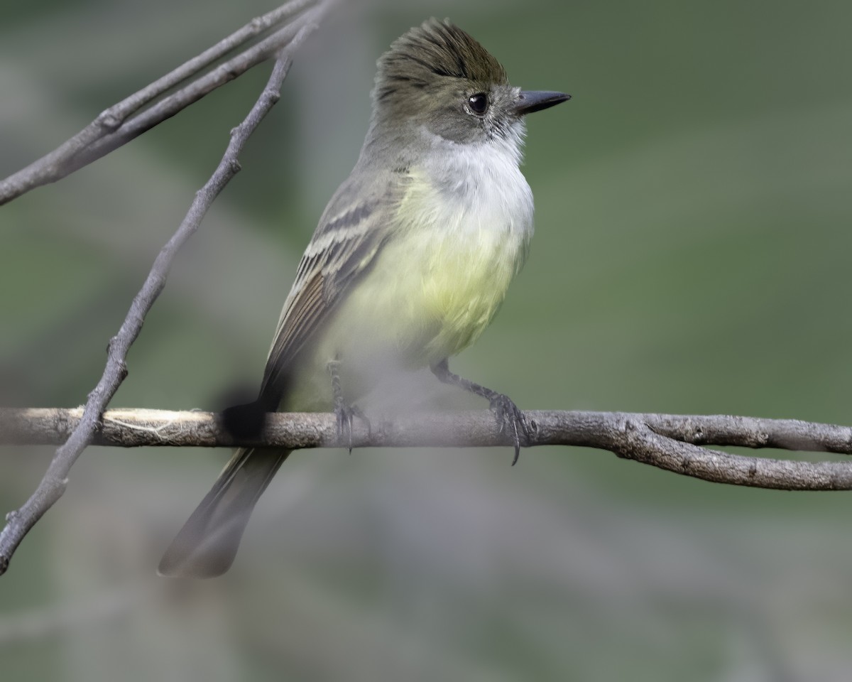 Nutting's/Salvadoran Flycatcher - ML646186139
