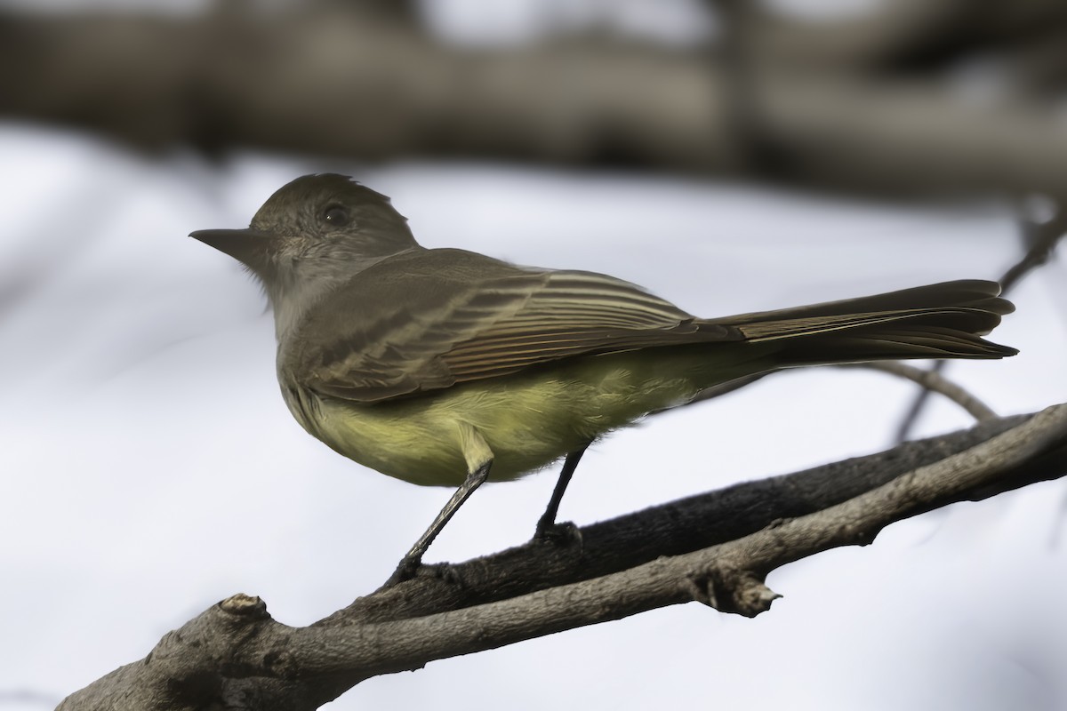 Nutting's/Salvadoran Flycatcher - ML646186140