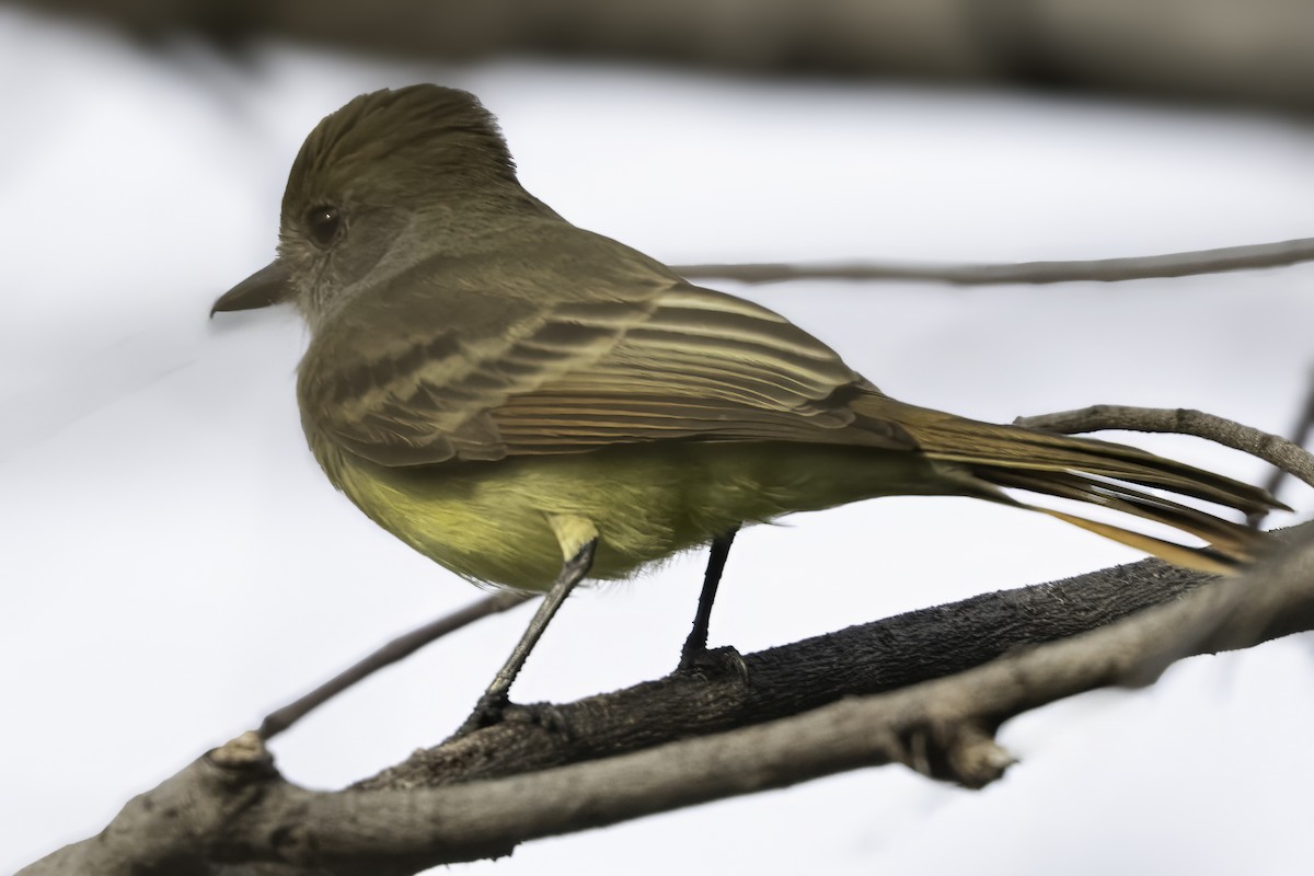 Nutting's/Salvadoran Flycatcher - ML646186141