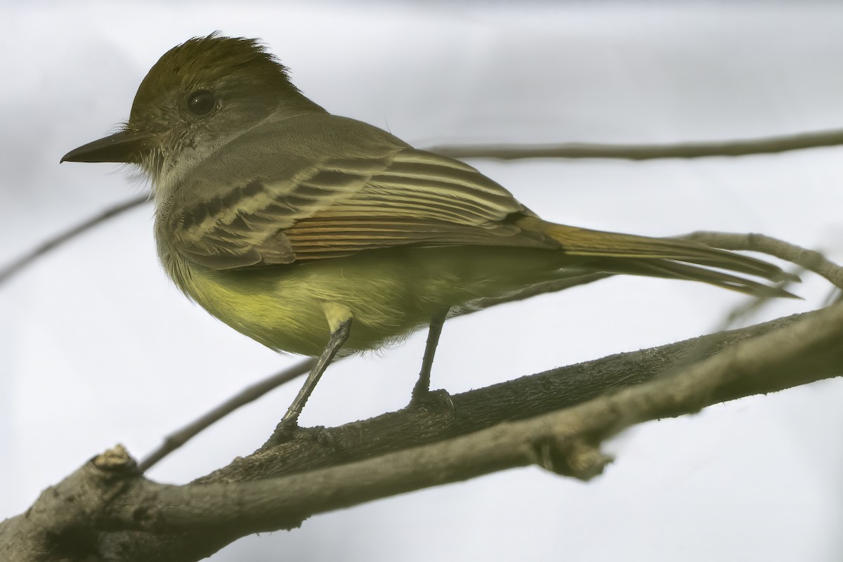 Nutting's/Salvadoran Flycatcher - ML646186142