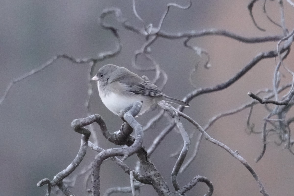 Dark-eyed Junco - ML646186143