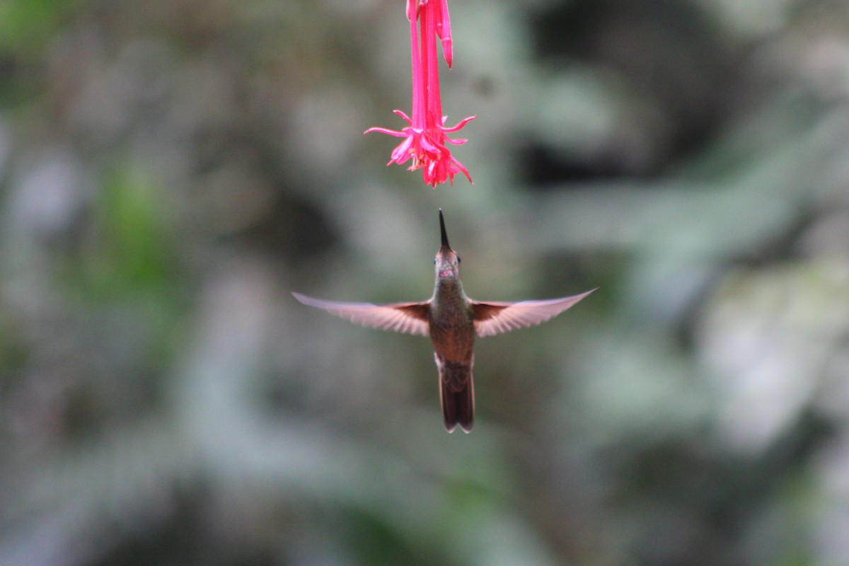 Füme Rengi Pırıltı - ML646186144