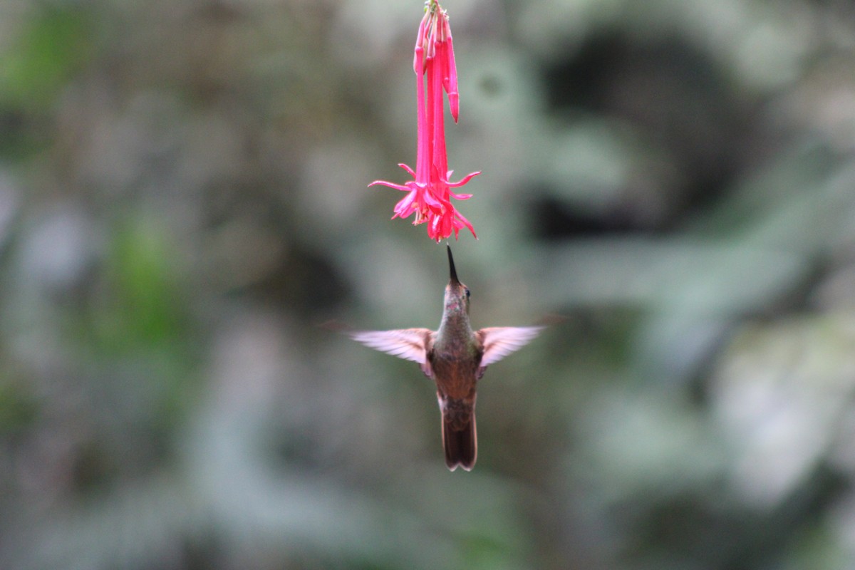 Füme Rengi Pırıltı - ML646186145