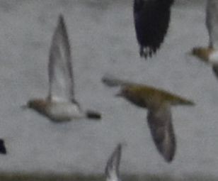 Сивка звичайна - ML646186146