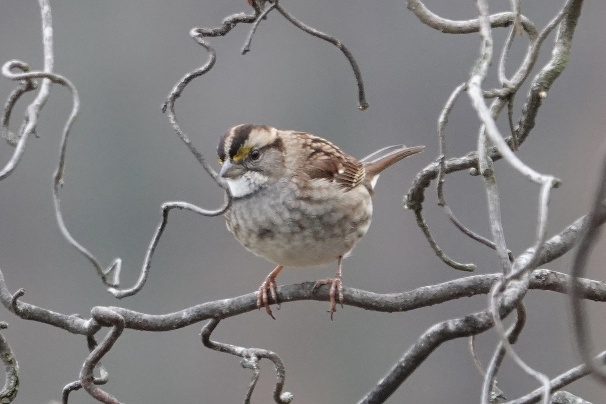 White-throated Sparrow - ML646186155