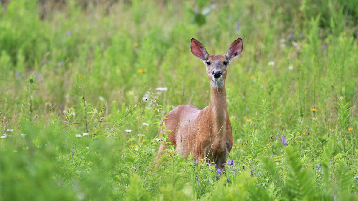 Animals - ML646186162