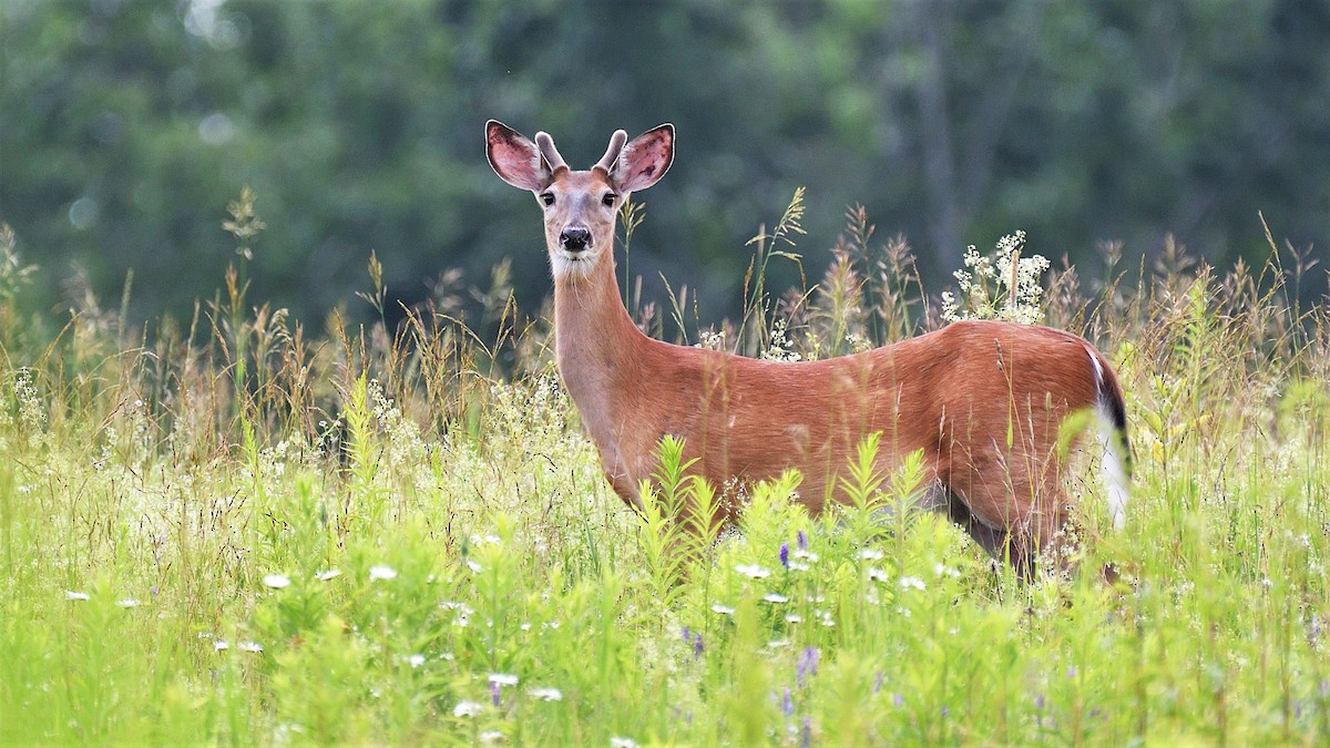 White-tailed Deer - ML646186163