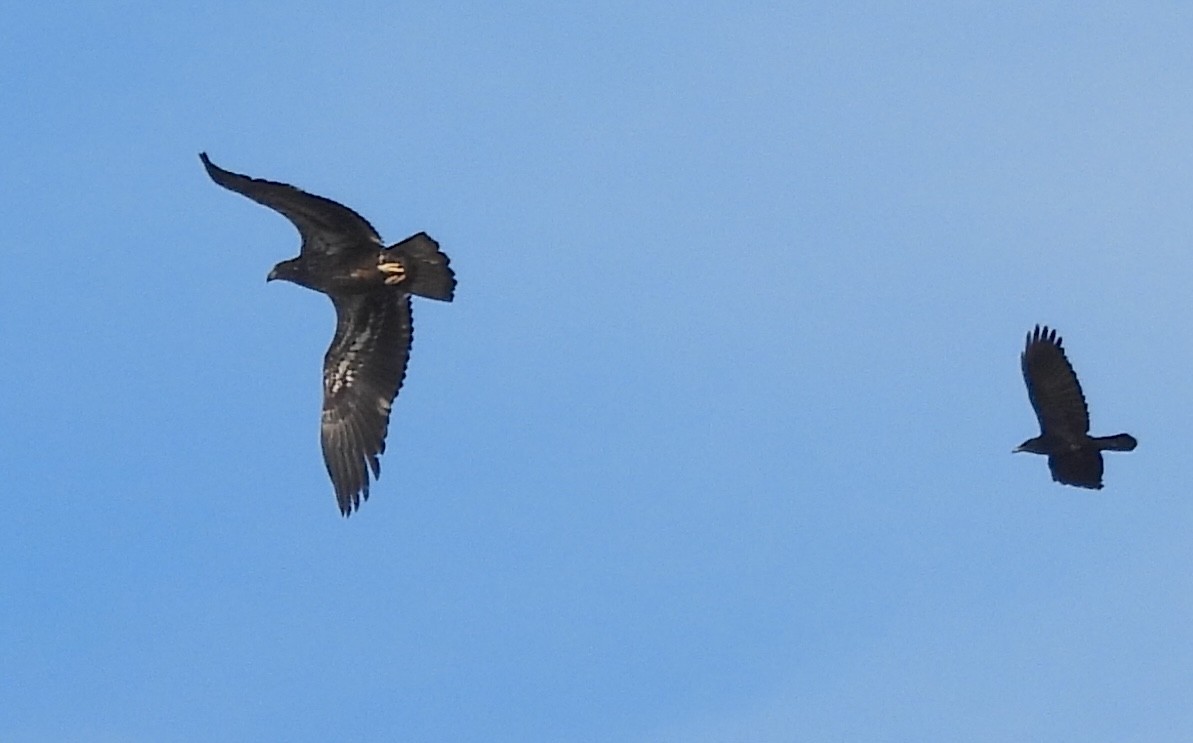 Bald Eagle - ML646186164