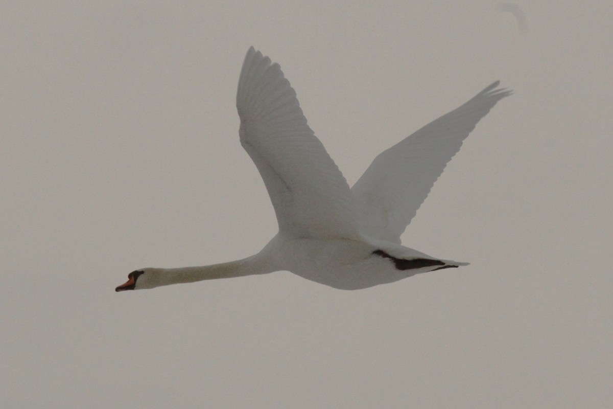 Mute Swan - ML646186165