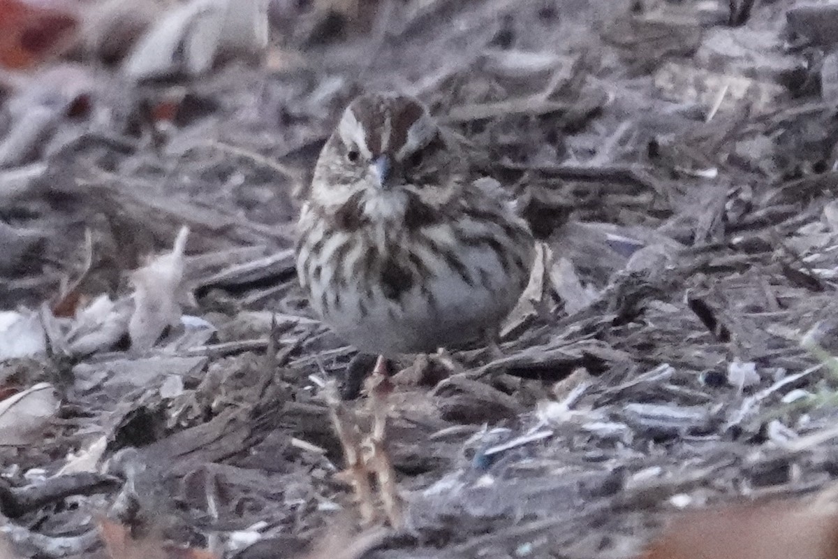 Song Sparrow - ML646186167