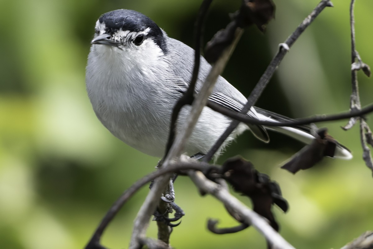 ホオジロズグロブユムシクイ - ML646186195