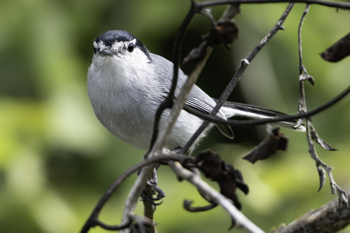 ホオジロズグロブユムシクイ - ML646186198