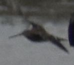 Common Snipe - ML646186201