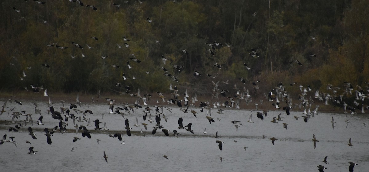 Common Snipe - ML646186202