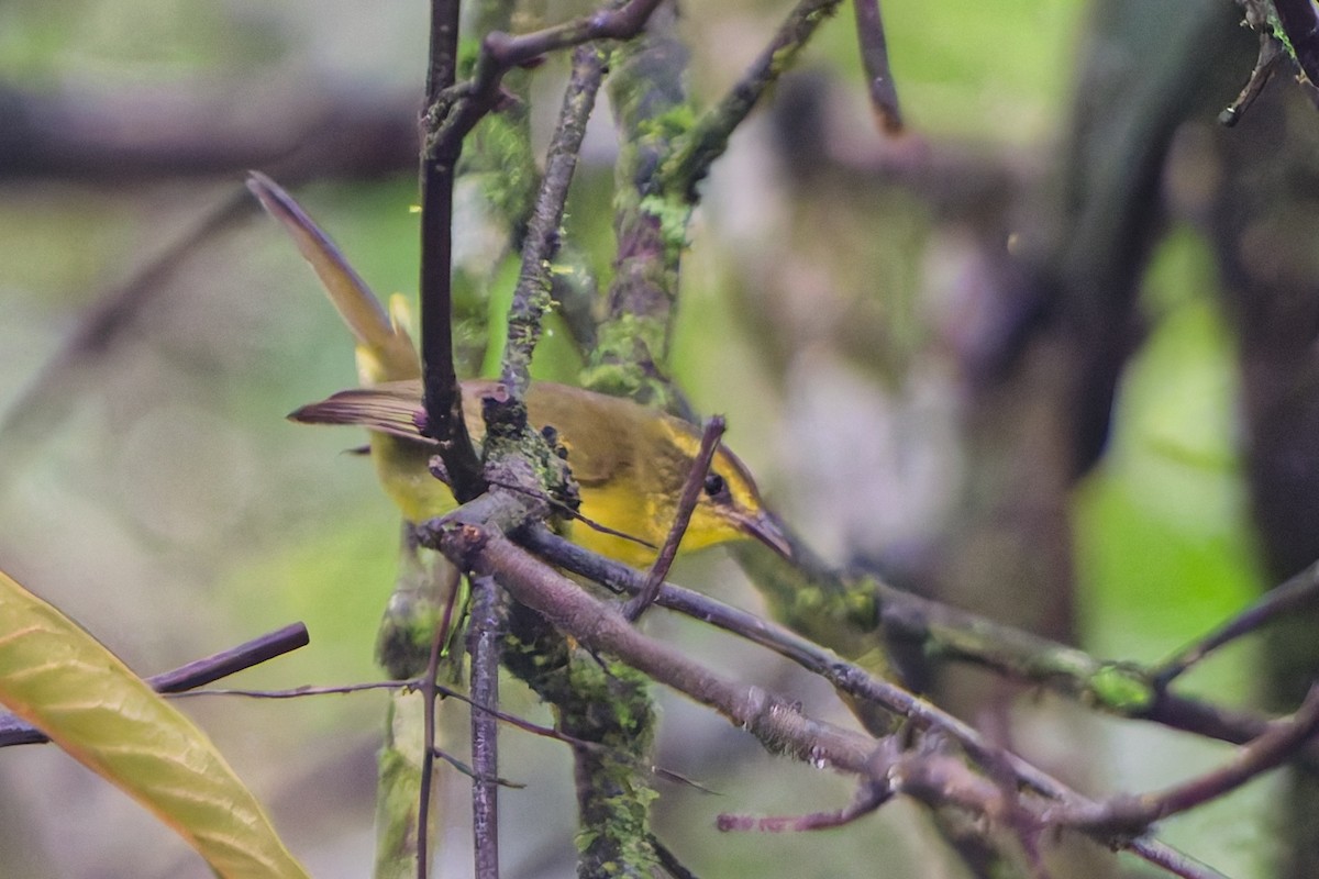 Cuzco Warbler - ML646186203