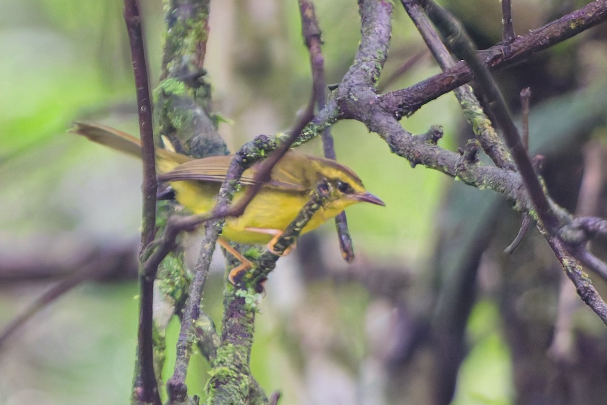 Cuzco Warbler - ML646186204