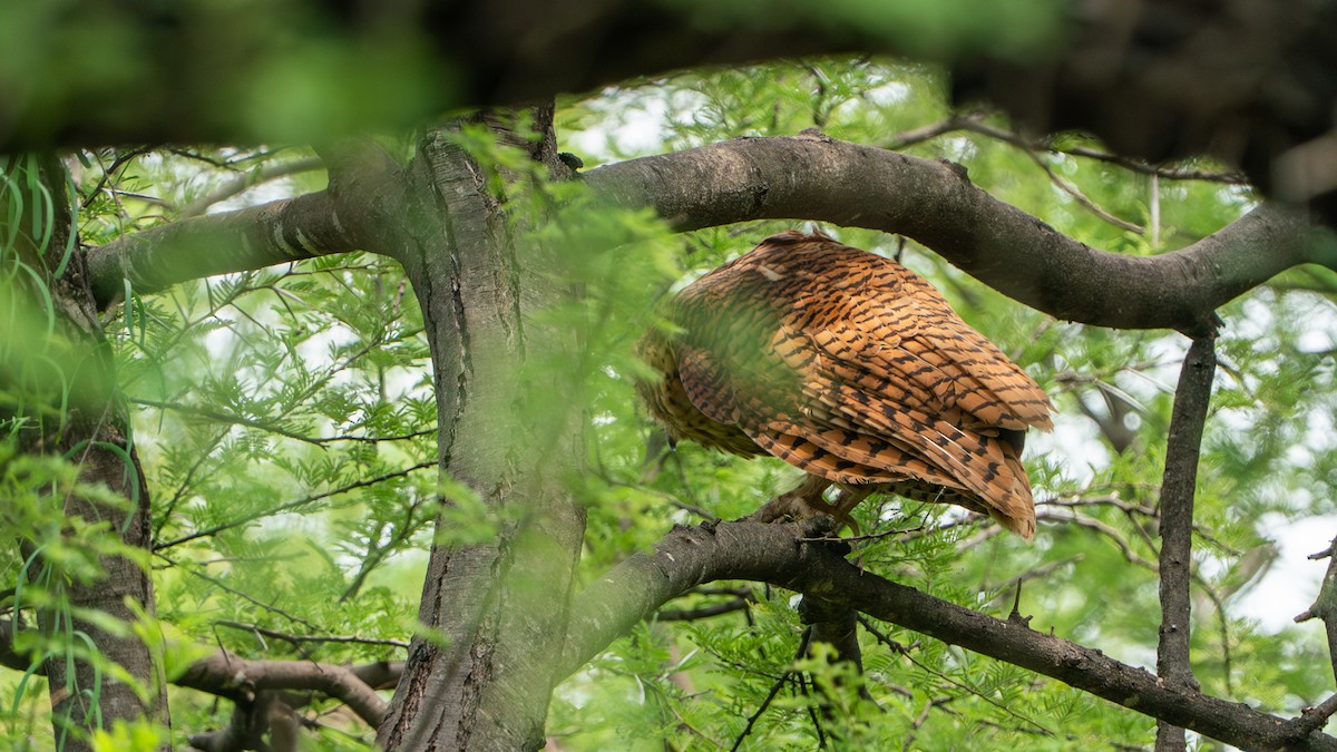 storflodugle - ML646186205