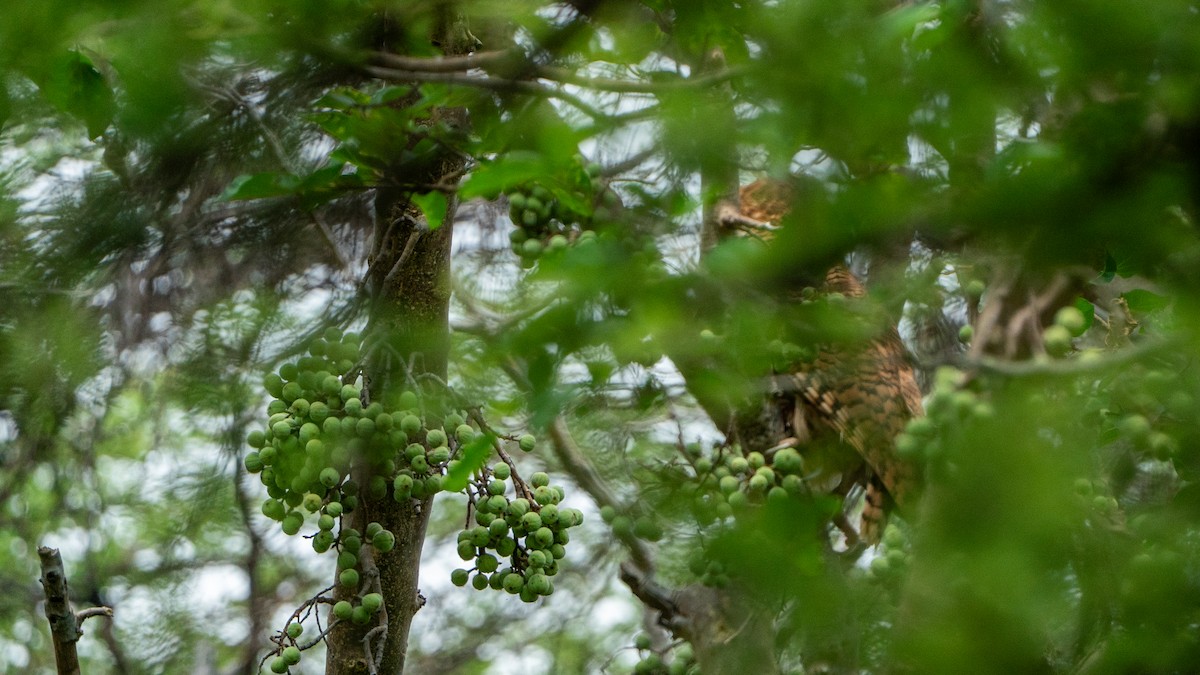 storflodugle - ML646186206