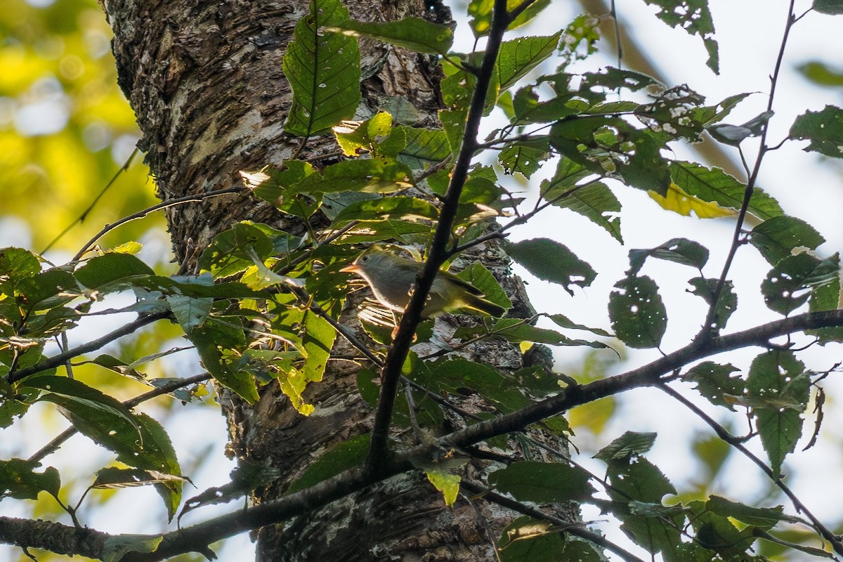 Haubenvireo - ML646186209