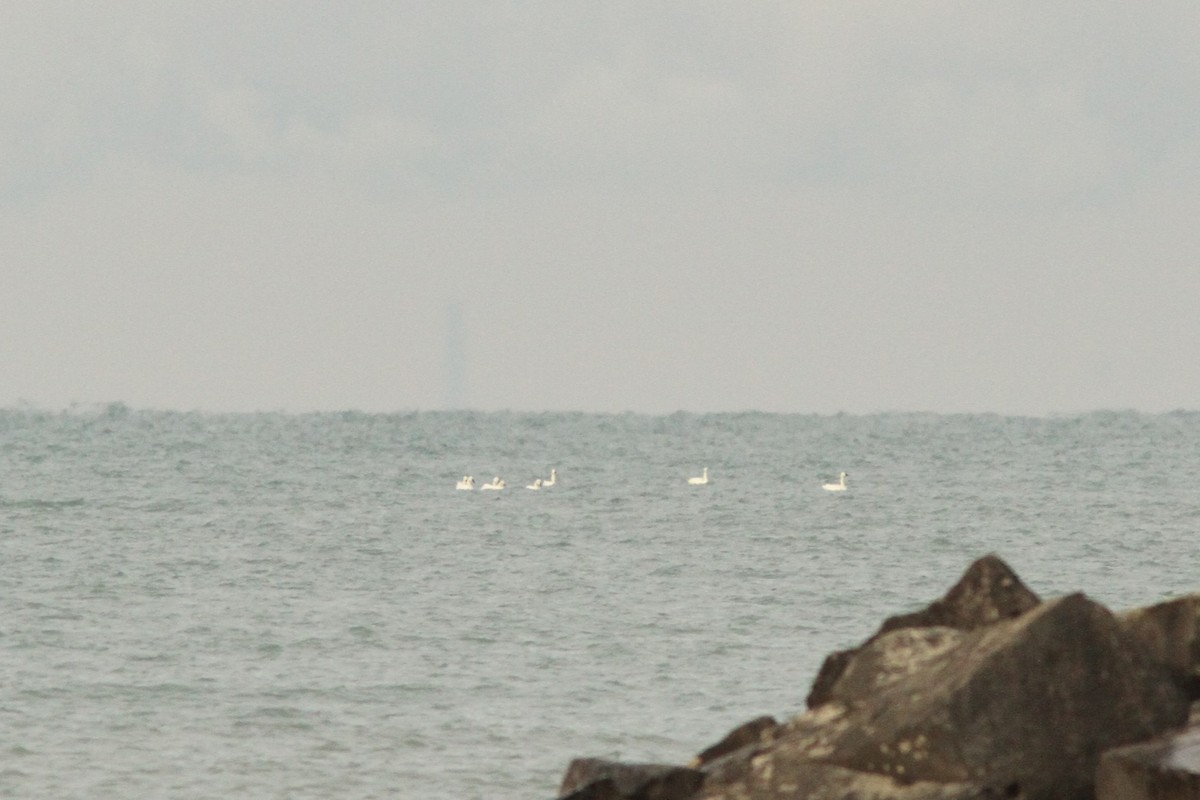 Tundra Swan - ML646186211