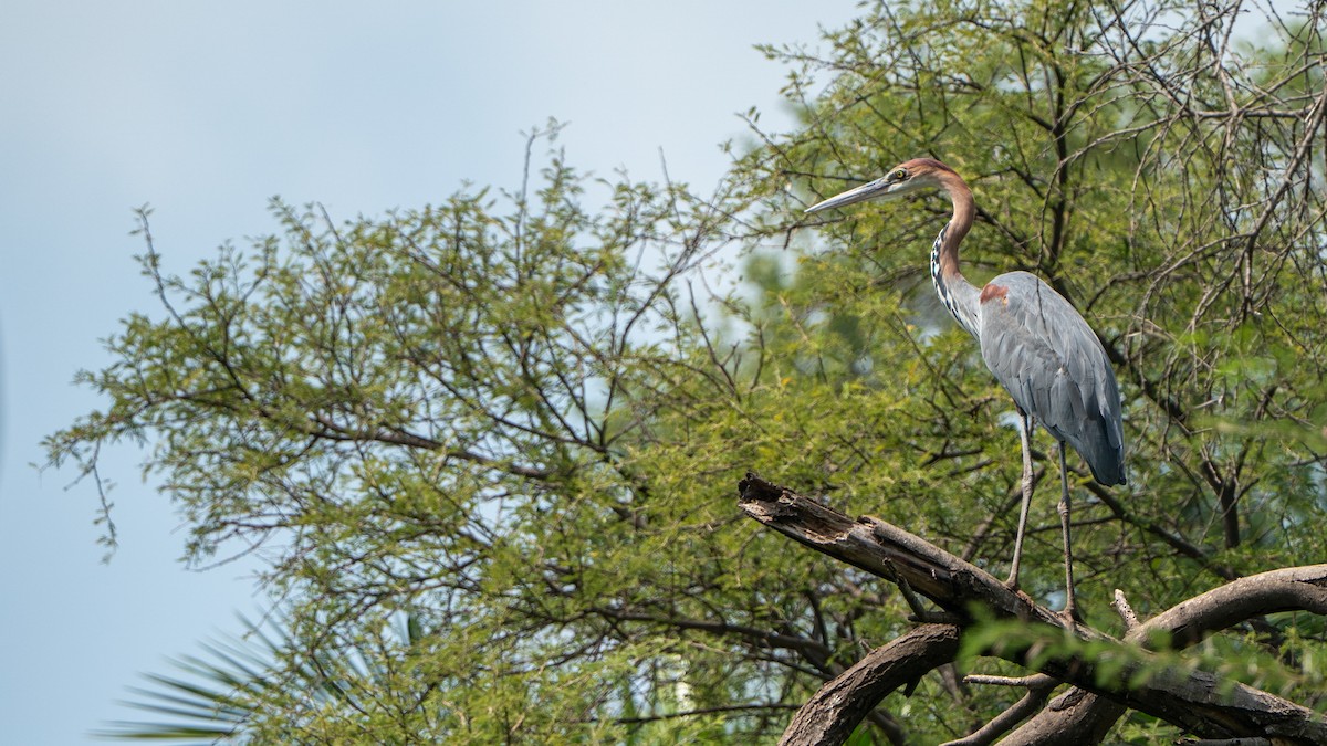 goliathegre - ML646186212