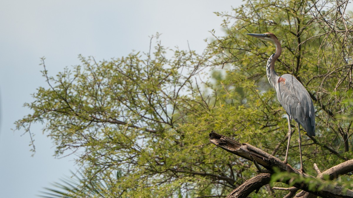 goliathegre - ML646186213