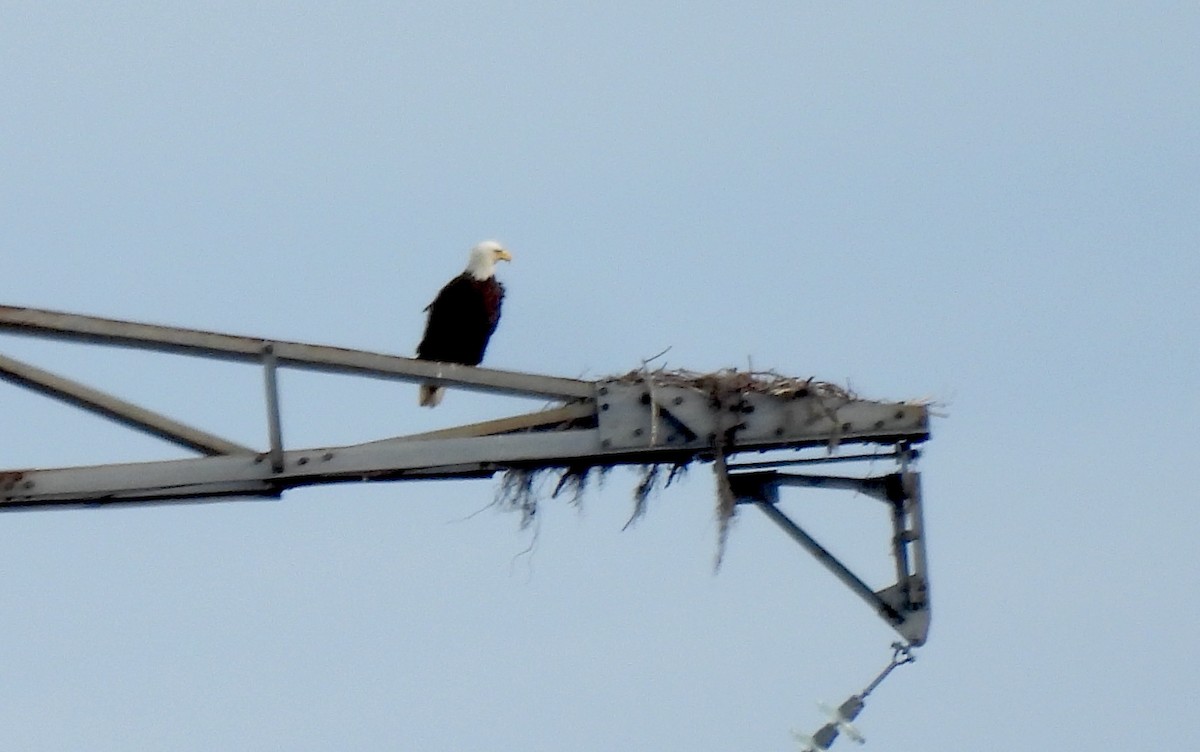 Bald Eagle - ML646186219