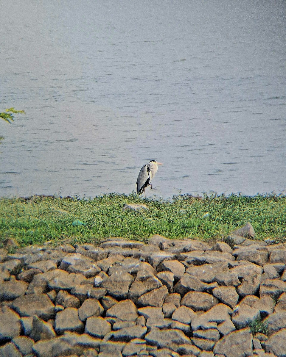 Gray Heron - ML646186222