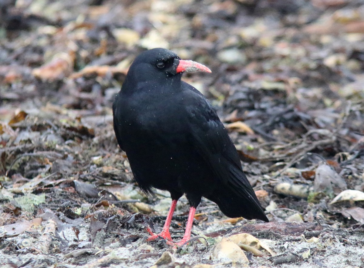 ベニハシガラス - ML646186224