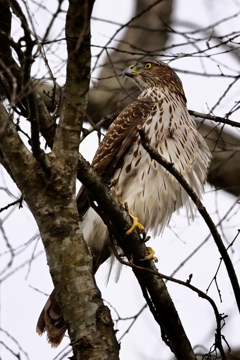 Cooper's Hawk - ML646186228