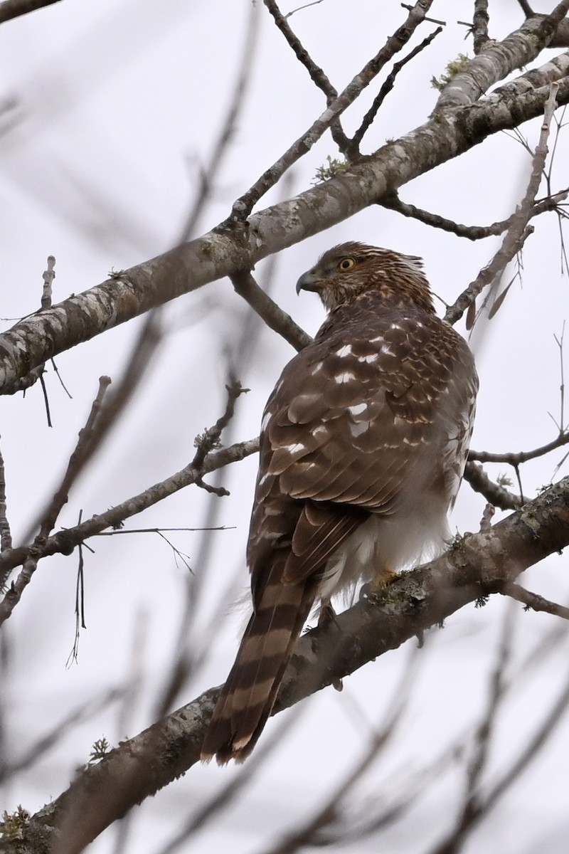 Cooper's Hawk - ML646186229