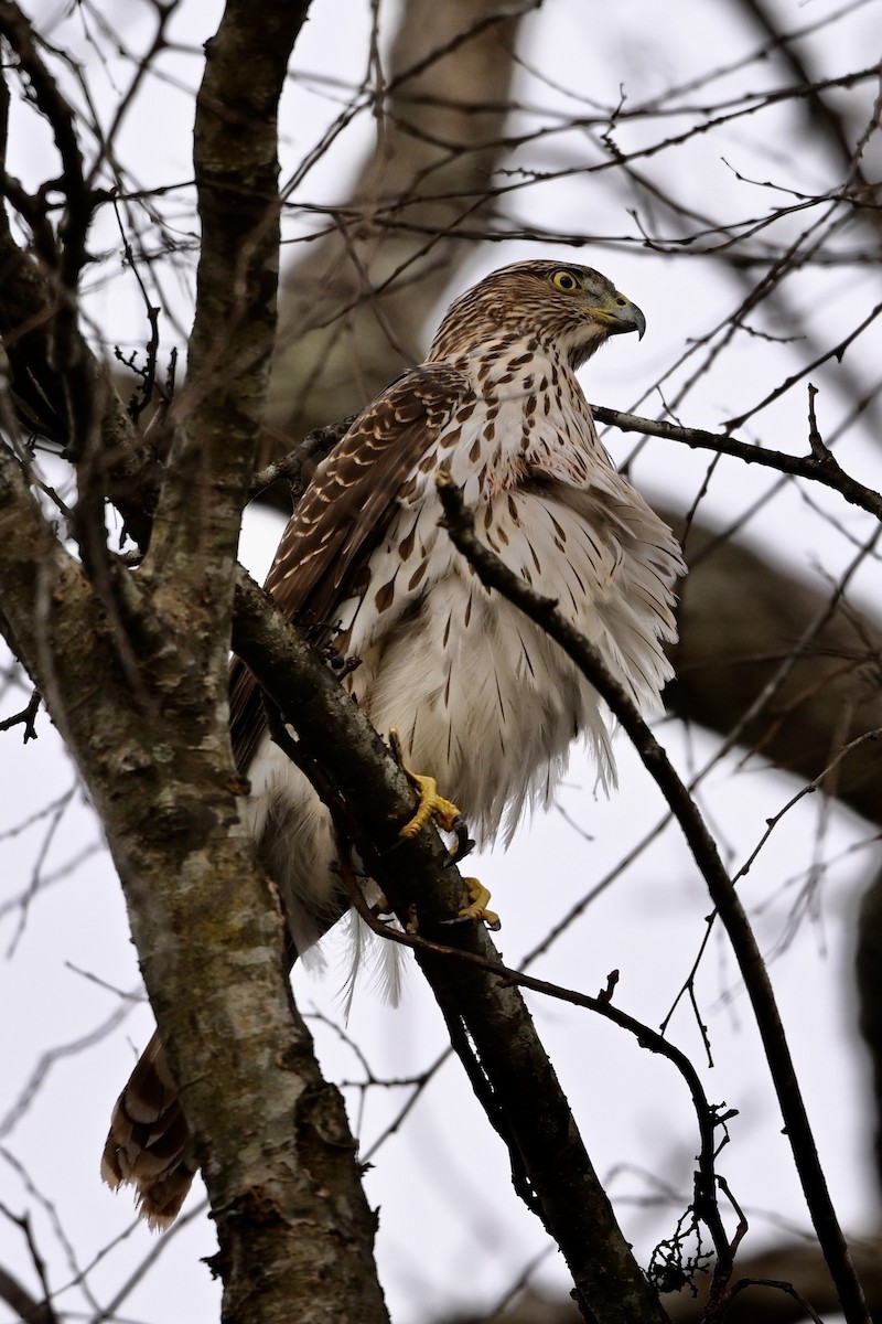 Cooper's Hawk - ML646186230
