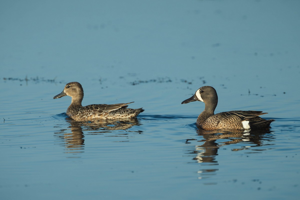 שרשיר כחול-כנף - ML646186232