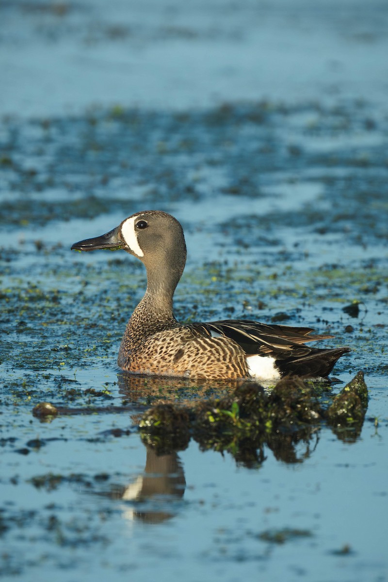 שרשיר כחול-כנף - ML646186233